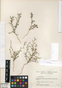 Herbarium Sheet of DS 741032